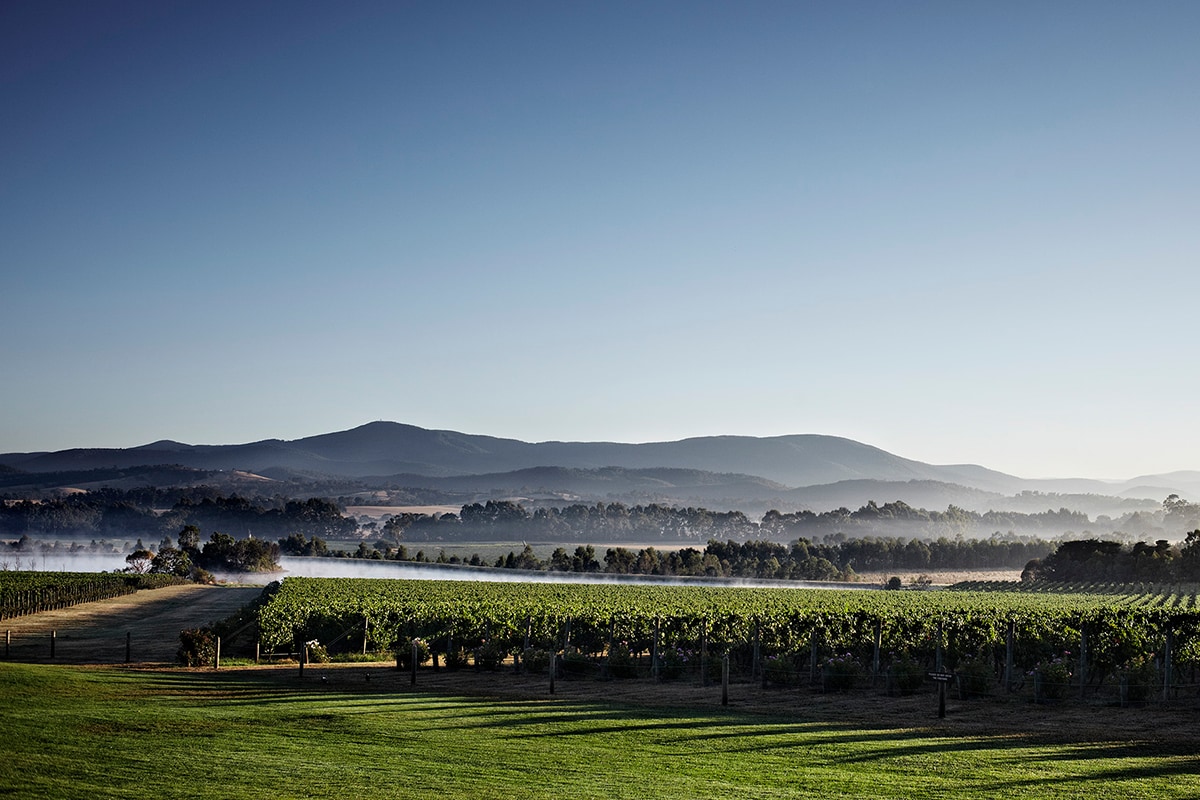 yarra valley wine tour chandon